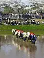 Festival de plantation du riz au Katori-jingū