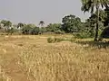 Riziculture au sud-ouest de Djougou