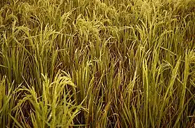 Image illustrative de l’article Tungro du riz