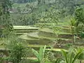 Rizières en terrasses dans le kecamatan de Tegallalang (Kabupaten de Gianyar)