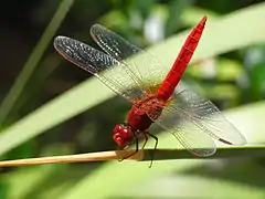 Photographie d'une libellule écarlate.