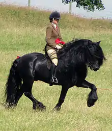 Dans un champ, une jeune fille en tenue de concours et arborant un ruban rouge qu'elle vient probablement de gagner, va au trot sur un poney noir très élégant avec beaucoup de crins.