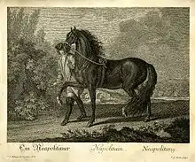 Un homme tient en main un cheval noir à travers un paysage de campagne.