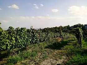 Vue du Schenkenberg depuis Reisenberg.