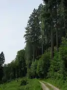 Groupes de douglas d'une plantation plus ancienne dans la Forêt-Noire en Allemagne.