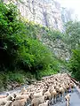 La transhumance dans les gorges du Cians à Rigaud.