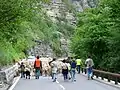 La transhumance dans les gorges du Cians à Rigaud.