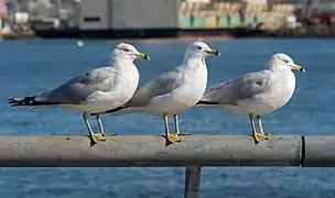 Trois goélands à bec cerclé, toujours à Red Hook. Février 2021.