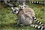 Lemur catta