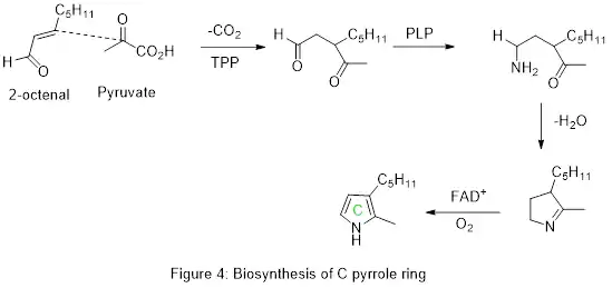 Biosynthèse du cycle pyrrole C