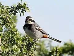 Description de l'image Ringed Warbling-Finch (Poospiza torquata) (cropped).jpg.