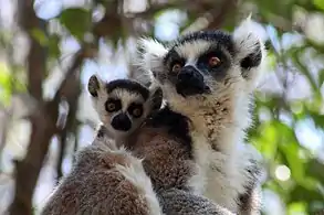 Une mère Lemur catta et son petit