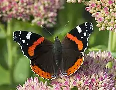 Vanessa atalanta