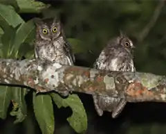 Description de l'image Rinjani Scops Owl Otus jolandae, Lombok - journal.pone.0053712.g001-right.png.