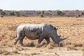 Ceratotherium simum (Rhinocerotidae).