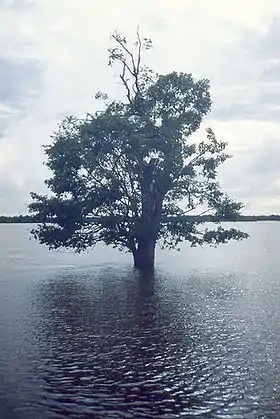 Ilha do Bananal, sanctuaire écologique