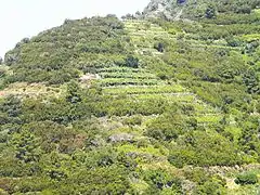 Terrasses de Riomaggiore