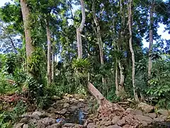 Ripisylve tropicale caractéristique à Mayotte, avec de grands manguiers couverts d'épiphytes.