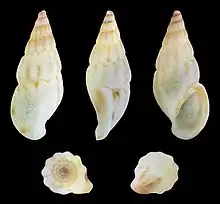 Rissoa membranacea var. labiosa.