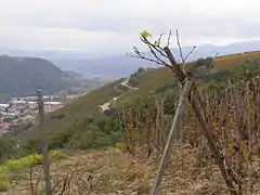 Vue sur la partie septentrionale du vignoble