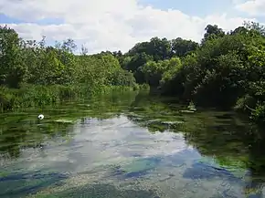 Rivière dans paysage arboré et verdoyant, avec plantes aquatiques en surface