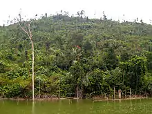Forêt de Java (Bogor, ouest de Java)
