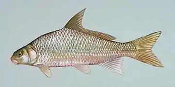 Carpiodes carpio