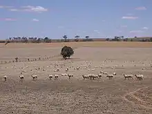 Photo de moutons dans la Riverina asséchée.