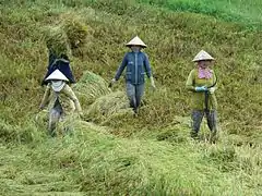 Fauchage du riz dans la région de My Tho.