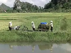 Rizières dans la région de Ninh Bình.