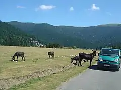 Anes en liberté sur la pelouse Saint-Jean, une portion très roulante.