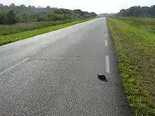 Route de guyane française