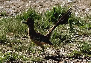 Grand géocoucou, ou Roadrunner.