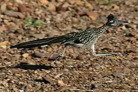 Roadrunner