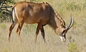 Hippotragus equinus (parc national de Mokala, Afrique du Sud).