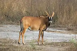 Un hippotragus equinus au Sénégal.