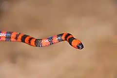 Description de l'image Roatan Coral Snake (Micrurus ruatanus).jpg.