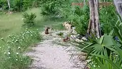 Description de l'image Roatan Island Agouti - Dasyprocta ruatanica.jpg.