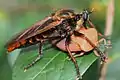Asilidae (Diptera) ayant capturé une Tessarotoma papillosa (Tessaratomidae, Pentatomorpha)