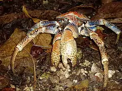 Un « crabe des cocotiers » (Birgus latro), en fait un bernard-l'ermite sans coquille