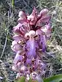 Inflorescence épanouie