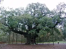 Major Oak