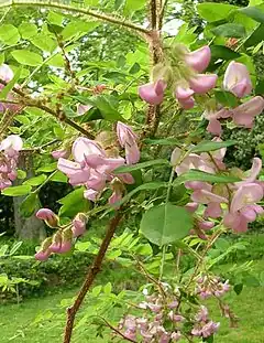 Description de l'image Robinia-hispida1.jpg.