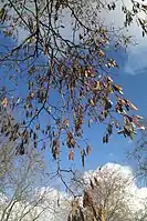 Les gousses du Robinier faux-acacia restent fixées à l'arbre tout l'hiver.