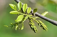 Bourgeons floraux.