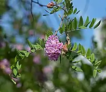 Fleurs rose pâle sur une branche, avec des gousses plates.