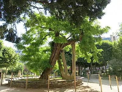 Le robinier planté en 1601, réputé le plus vieil arbre de Paris.