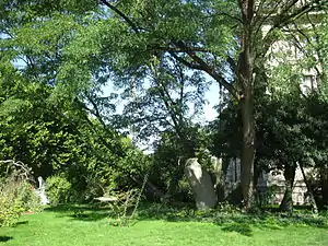 Rejets du Robinier faux-acacia de Robin, daté de 1610, arbre remarquable du Jardin des plantes de Paris.