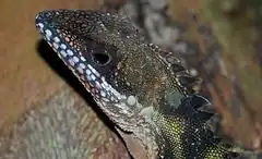 Description de l'image Robinson's Angle-head Lizard (Gonocephalus robinsonii) (8746940253).jpg.