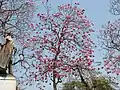 Roble morado, l'arbre emblématique de Barranquilla.